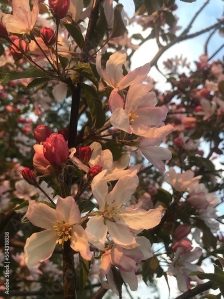 Fototapeta Flowers of trees in summer and spring. The color of the apple tree is white and pink. For postcards and brochures, for the Internet.