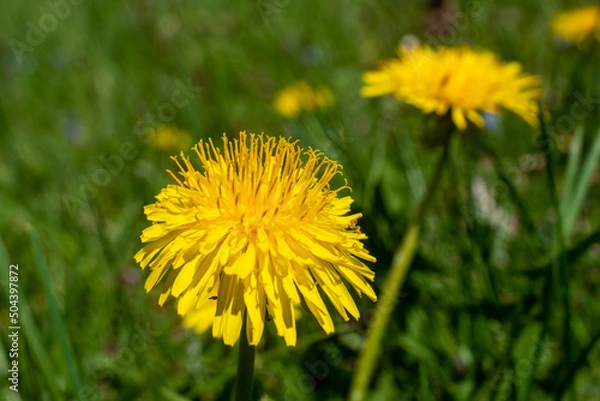 Fototapeta dandelion in the grass