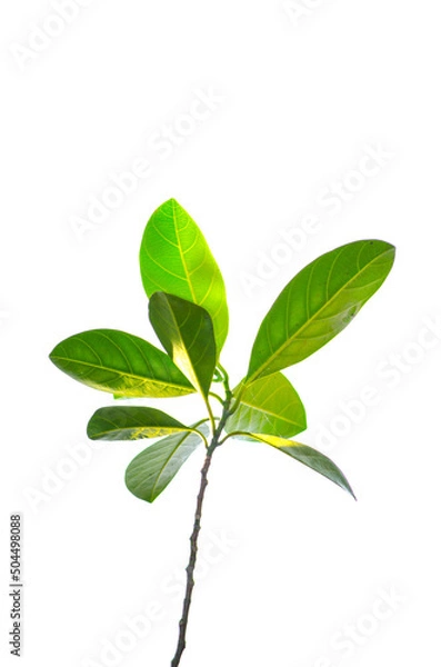 Fototapeta A bunch of jack-fruit leaves isolated on white background.