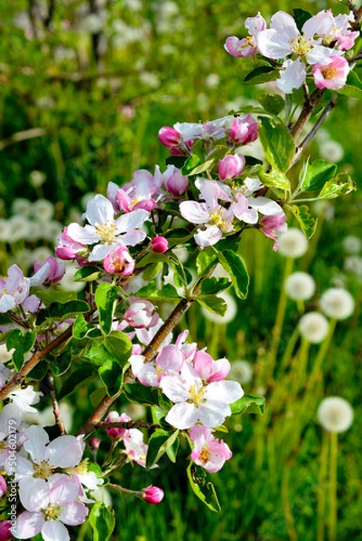 Fototapeta Spring apple flower on twigs on nature blur background, Selective focus. Close up, - springtime, shallow DOF.