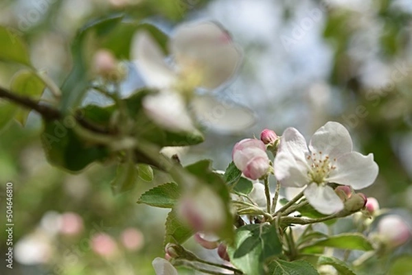 Fototapeta branch of a blossoming apple tree on a green background. copy space