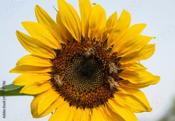 Fototapeta Closeup of a sunflower yellow flower head with honey bees