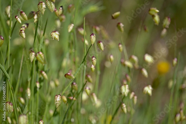 Fototapeta Flora of Gran Canaria -  Briza maxima, Greater quaking-grass natural macro floral background
