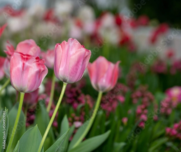 Fototapeta red and white tulips