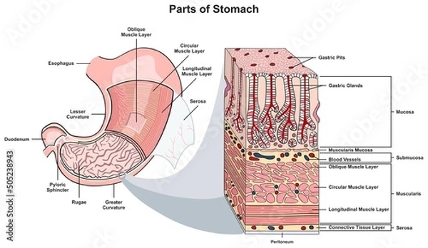 Obraz Parts of stomach infographic diagram human body digestive system anatomy gastrointestinal tract for biology physiology science education poster cartoon vector scheme illustration drawing chart