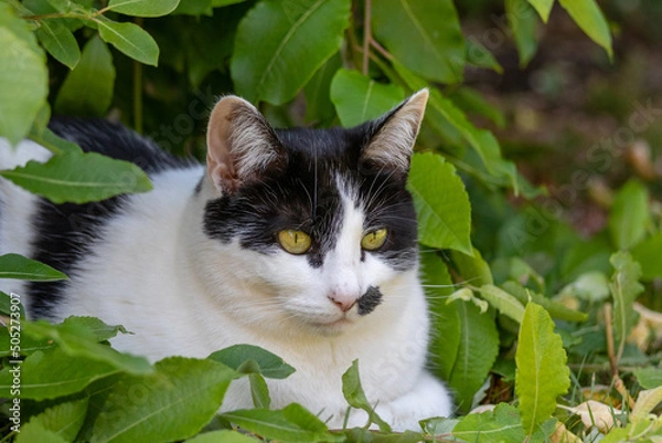 Fototapeta black and white cat staring in the garden 