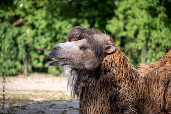 Fototapeta Portrait of a two hump camel. Camel closeup. Camel head shot. 