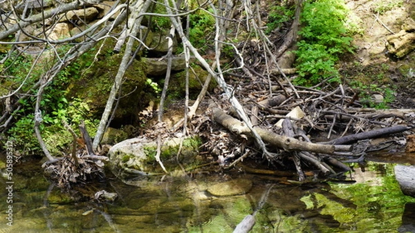 Fototapeta Brook in the forest  with rocks, moss, leaves, and trees.