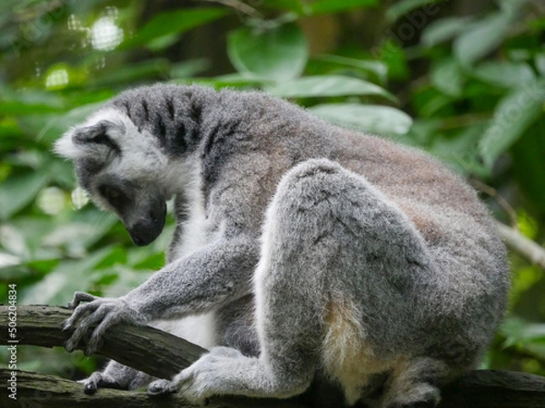 Fototapeta Ring-tailed lemur : The ring tailed lemur (Lemur catta) is a large strepsirrhine primate and the most recognized lemur due to its long, black and white ringed tail.