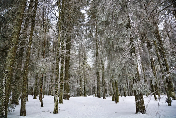 Fototapeta Trees landscape Mountain Mountains hills Alps Snow Winter path