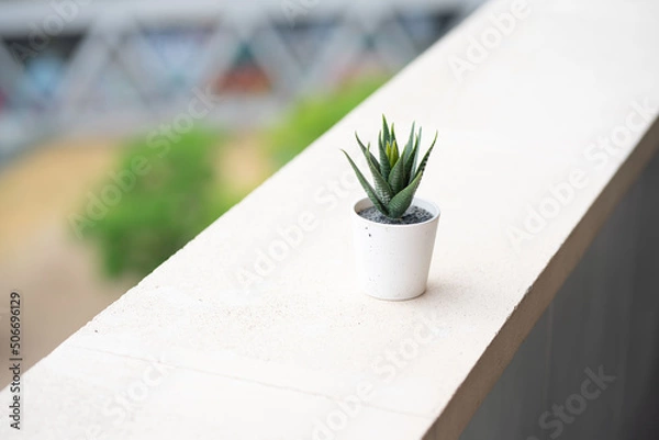 Fototapeta small pot of cactucs on a balcony with a city background