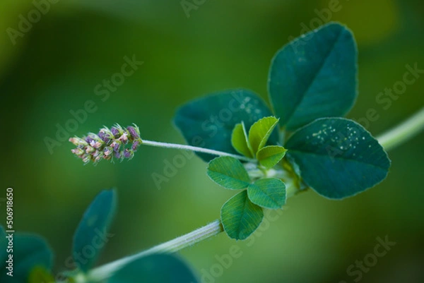 Fototapeta Medicago lupulina  | hop clover seeds | Hopfenklee - Fruchtstand