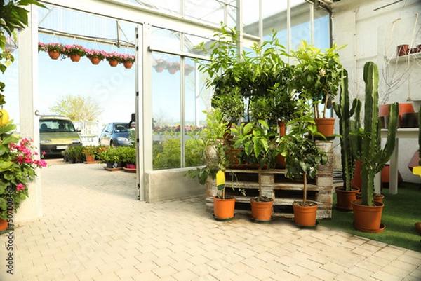 Fototapeta Garden center with many different potted plants