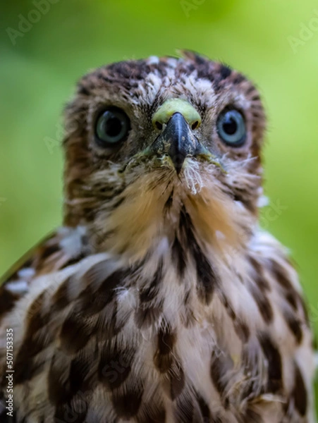 Fototapeta red tailed hawk