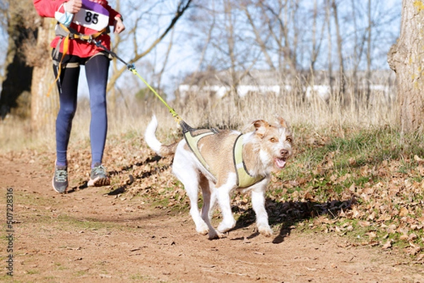 Fototapeta Dog and woman taking part in a popular canicross race.