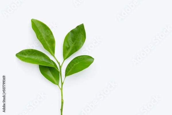 Fototapeta Citrus leaves on a white background. Top view