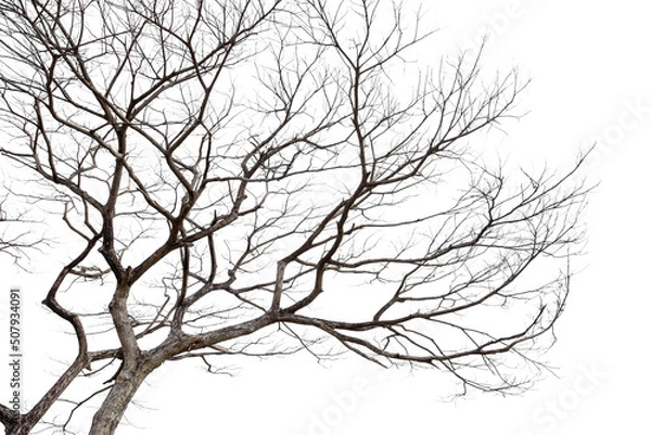 Fototapeta Twigs of a dead tree isolated on a white background, clipping path