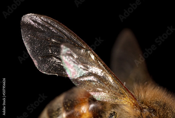 Fototapeta Wings of a bee on a black background.