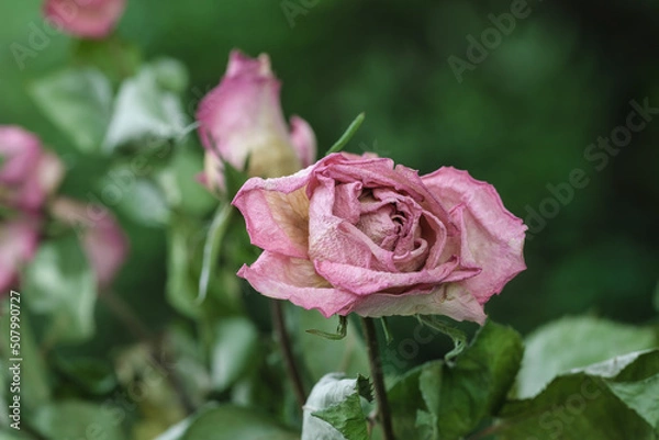 Fototapeta Vertrocknete verwelkte Rosen