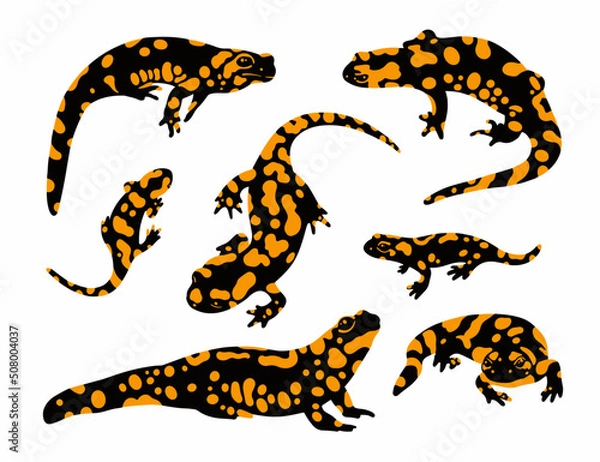 Fototapeta  fire salamander set vector