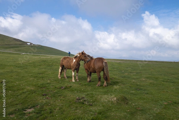 Fototapeta Route du chemin de Compostelle, passage du col de Roncevaux avec randonneurs et chevaux en liberté.