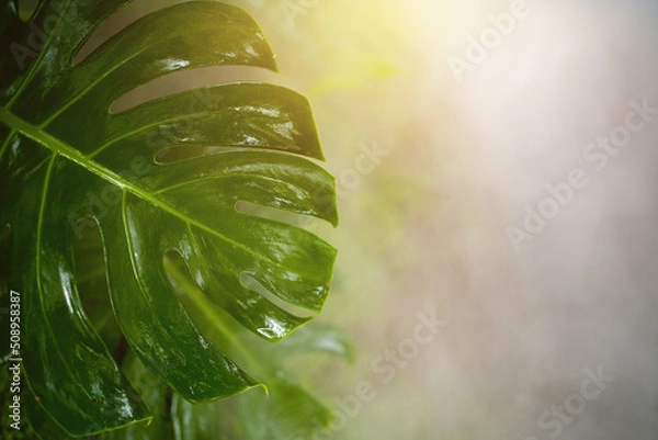 Fototapeta green leaf in at summer background.