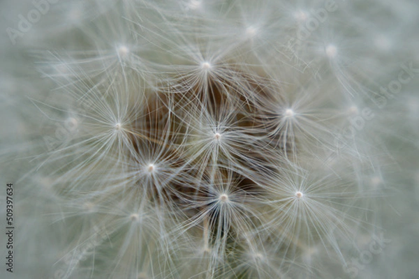 Fototapeta Closeup of a white dandelion