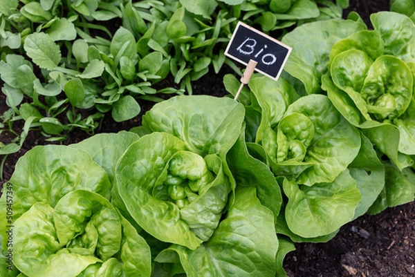 Fototapeta Organic salad growing in the vegetable garden at home.