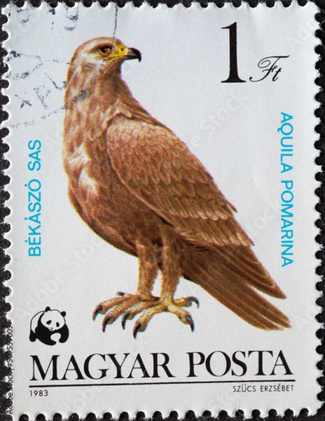 Fototapeta HUNGARY - CIRCA 1983: a postage stamp from HUNGARY, showing a bird of prey: Lesser Spotted Eagle (Aquila pomarina) . Circa 1983