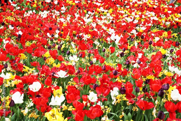 Fototapeta Tulips in spring blooming garden. Field view of fresh mixed white, yellow, red, pink, orange, purple tulip flower. Beautiful, colorful pink, white tulips, yellow nacrissus and with other flowers 