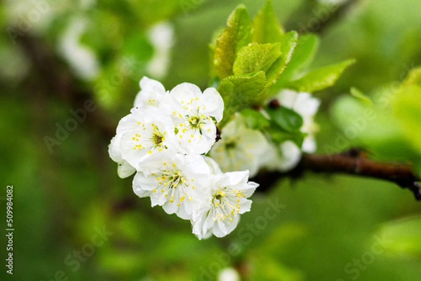 Fototapeta white cherry blossom