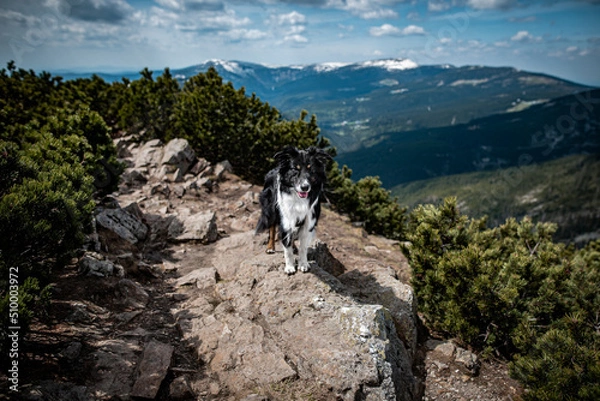 Fototapeta Mountain dog