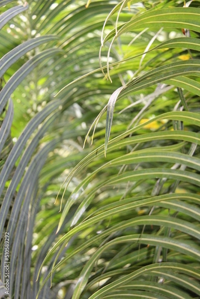 Fototapeta Palm leaves lit by the sun, selective focus, full screen.