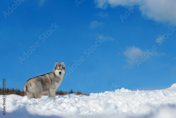 Obraz Siberian husky dog stays in the snow with a blue sky in the background