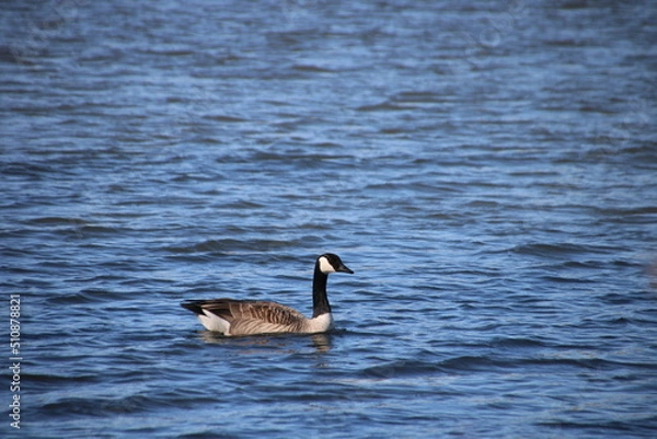 Fototapeta Enten am See