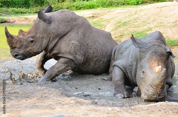 Fototapeta Black Rhinoceros