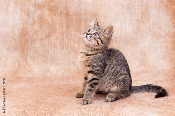 Fototapeta A domestic kitten sits quietly on a homogeneous light background. Close-up, there are no foreign objects in the frame, studio shooting of an animal