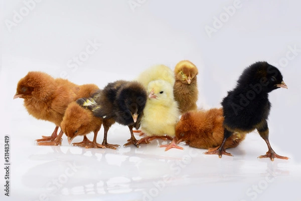 Fototapeta Cute little chicken isolated on white background.