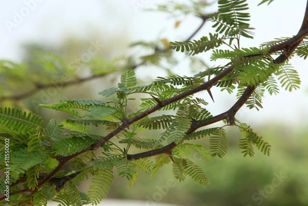 Fototapeta fern leaves