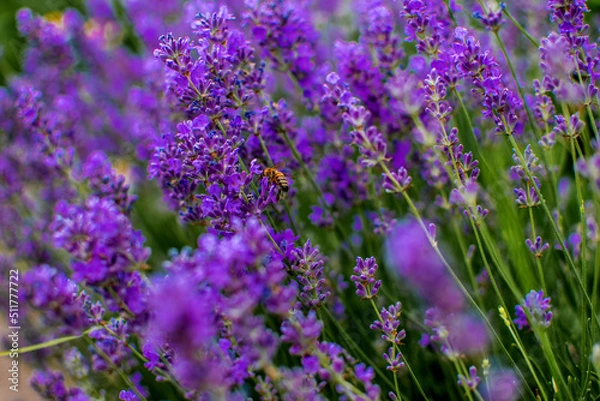 Fototapeta field of lavender