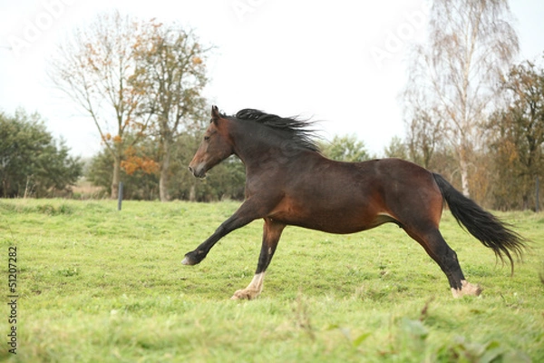 Fototapeta Brown welsh pony mare running