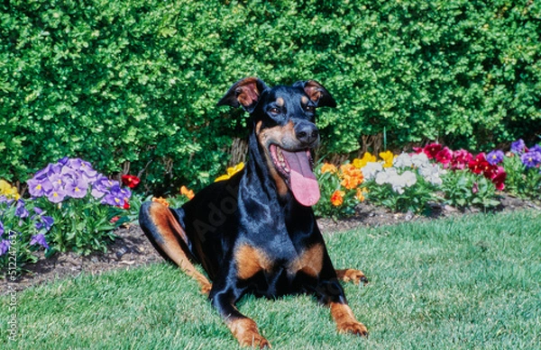 Fototapeta A Doberman laying in grass in front of colorful flowers