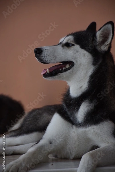 Fototapeta Portrait of beautiful young female Siberian Husky dog