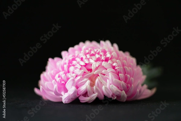 Fototapeta pink flower on a black background very pretty