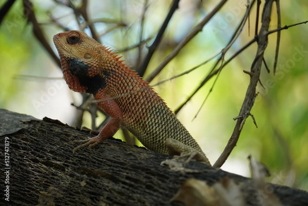 Fototapeta Chameleon climbing on a branch of a tree