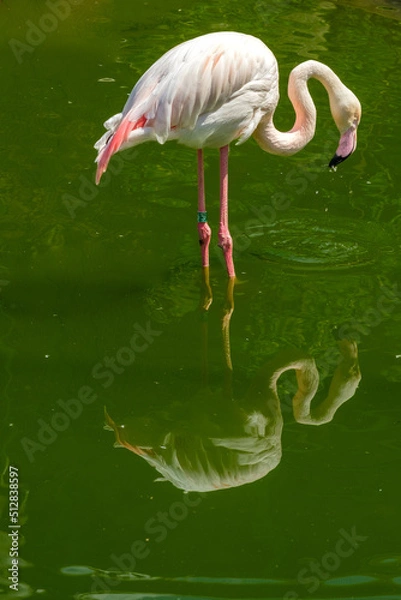 Fototapeta View of a beautiful single pink Flamingo looking at its reflection