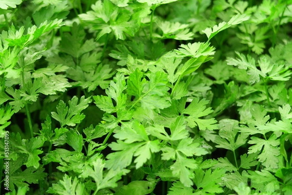 Fototapeta young green parsley grows on a bed on a vegetable farm. growing greens concept