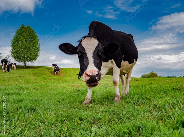 Fototapeta Cows graze in a green meadow. Rural composition. Black and white Holstein cows