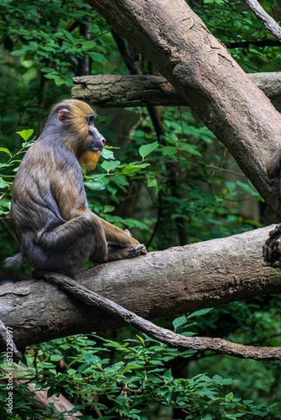 Fototapeta A female mandrillus sphinx known as a mandrill