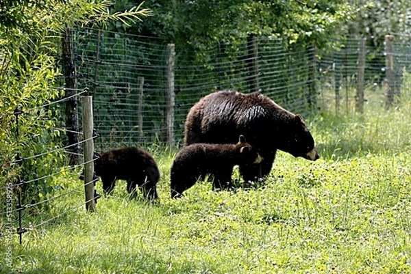 Fototapeta ours